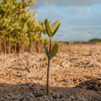 Donation to One Tree Planted